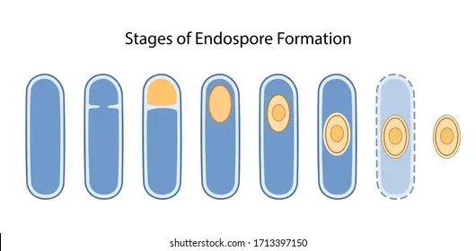 Endospore Formation